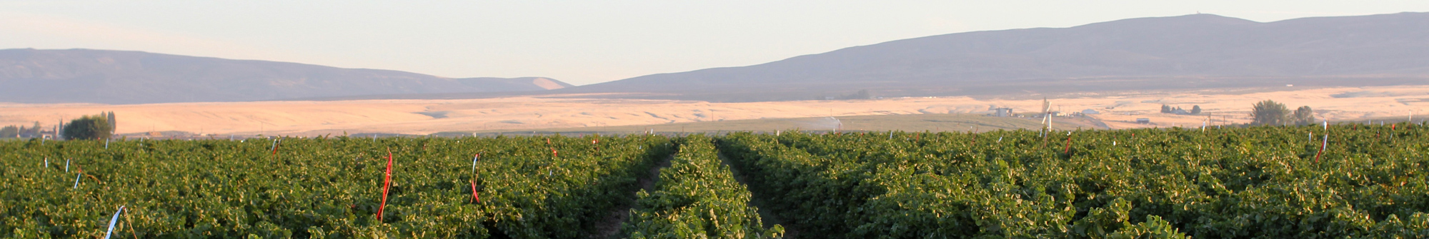 Vineyard Tours