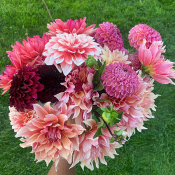 Dahlias & Wine: A Floral Arranging Workshop