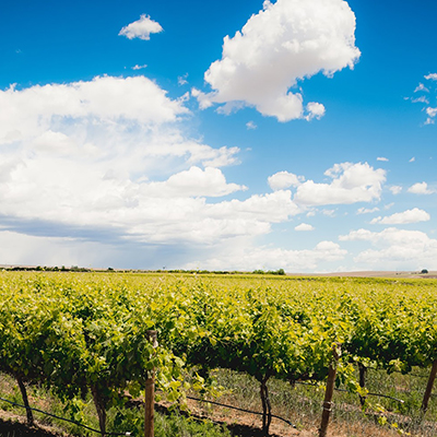 Music & Wine in the Vines - LIVE music July 14