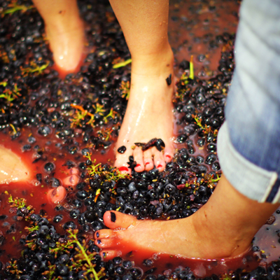  Grape Stomp