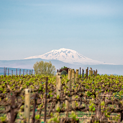  Estate Tour & Tasting June 23